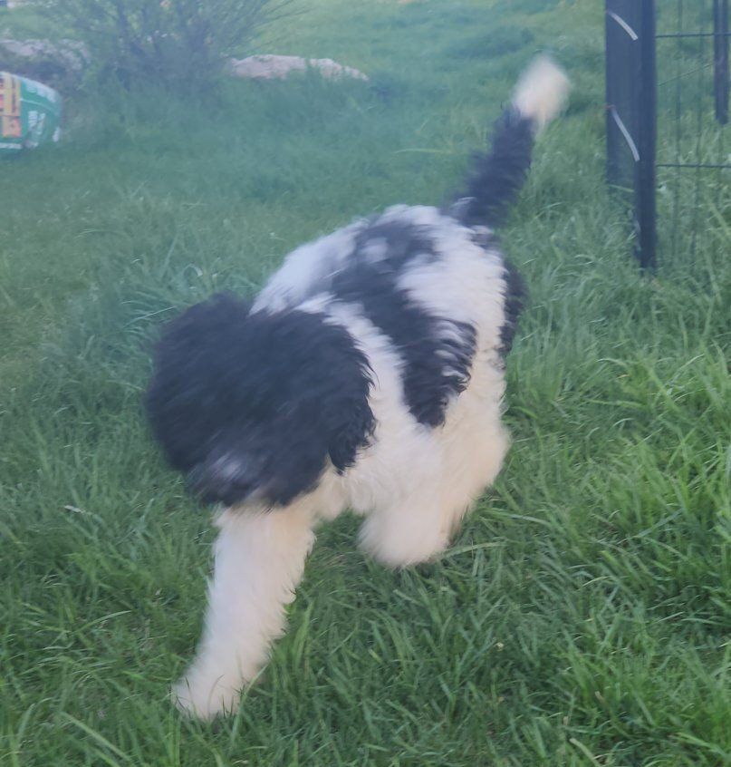 F1b Cavapoo Female Puppy