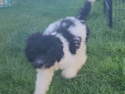 F1b Cavapoo Female Puppy