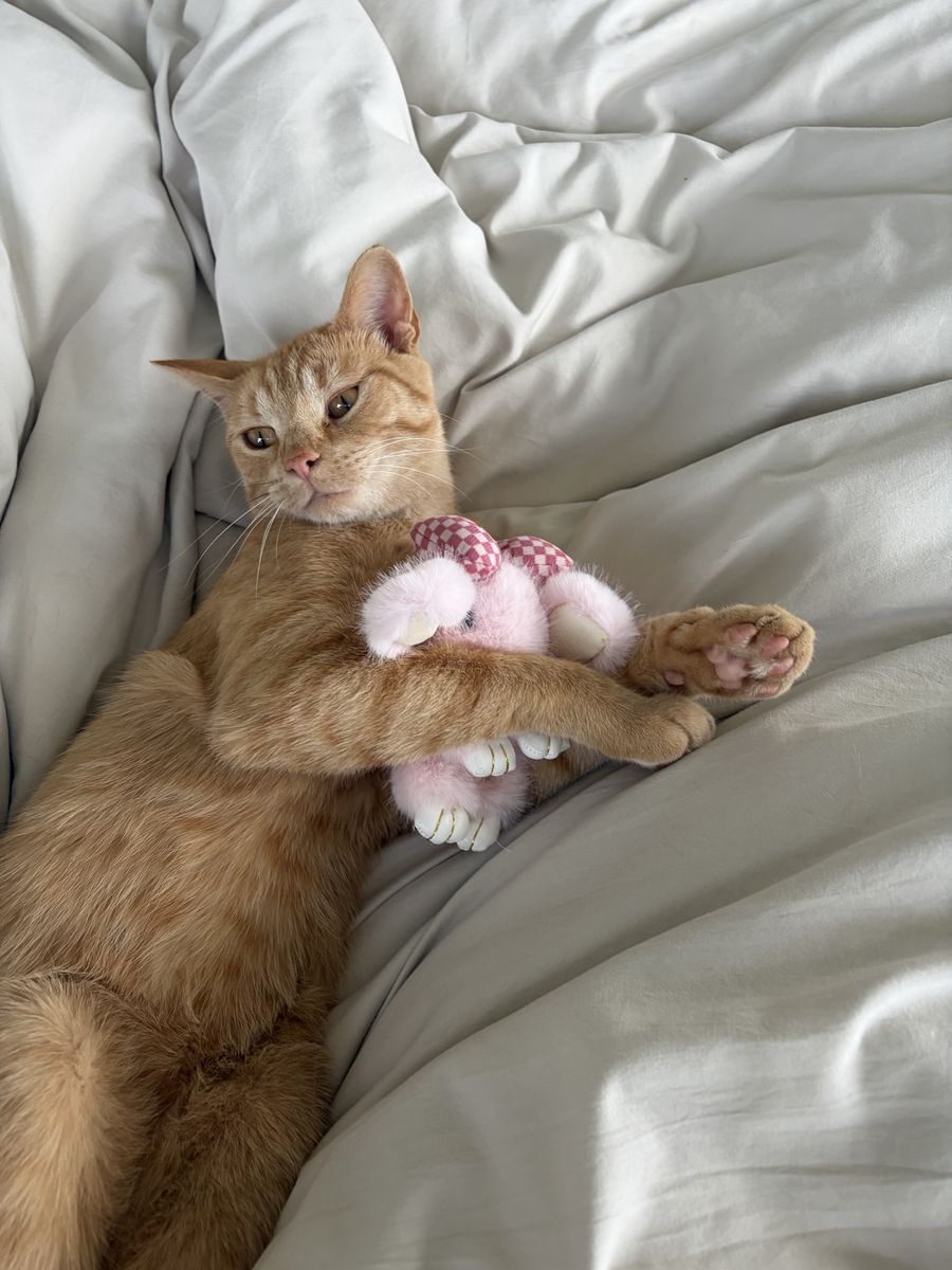 Orange Tabby Cat 