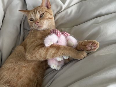 Orange Tabby Cat