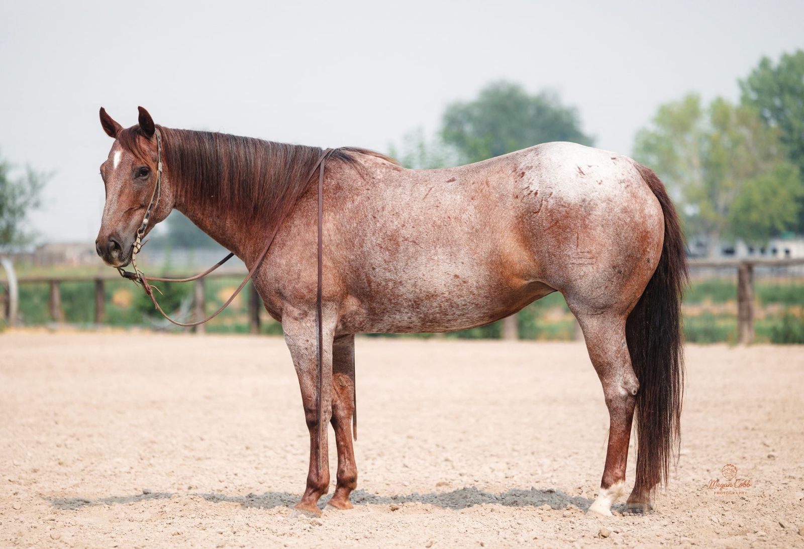 2018 AQHA Mare 