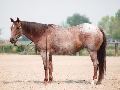 2018 AQHA Mare