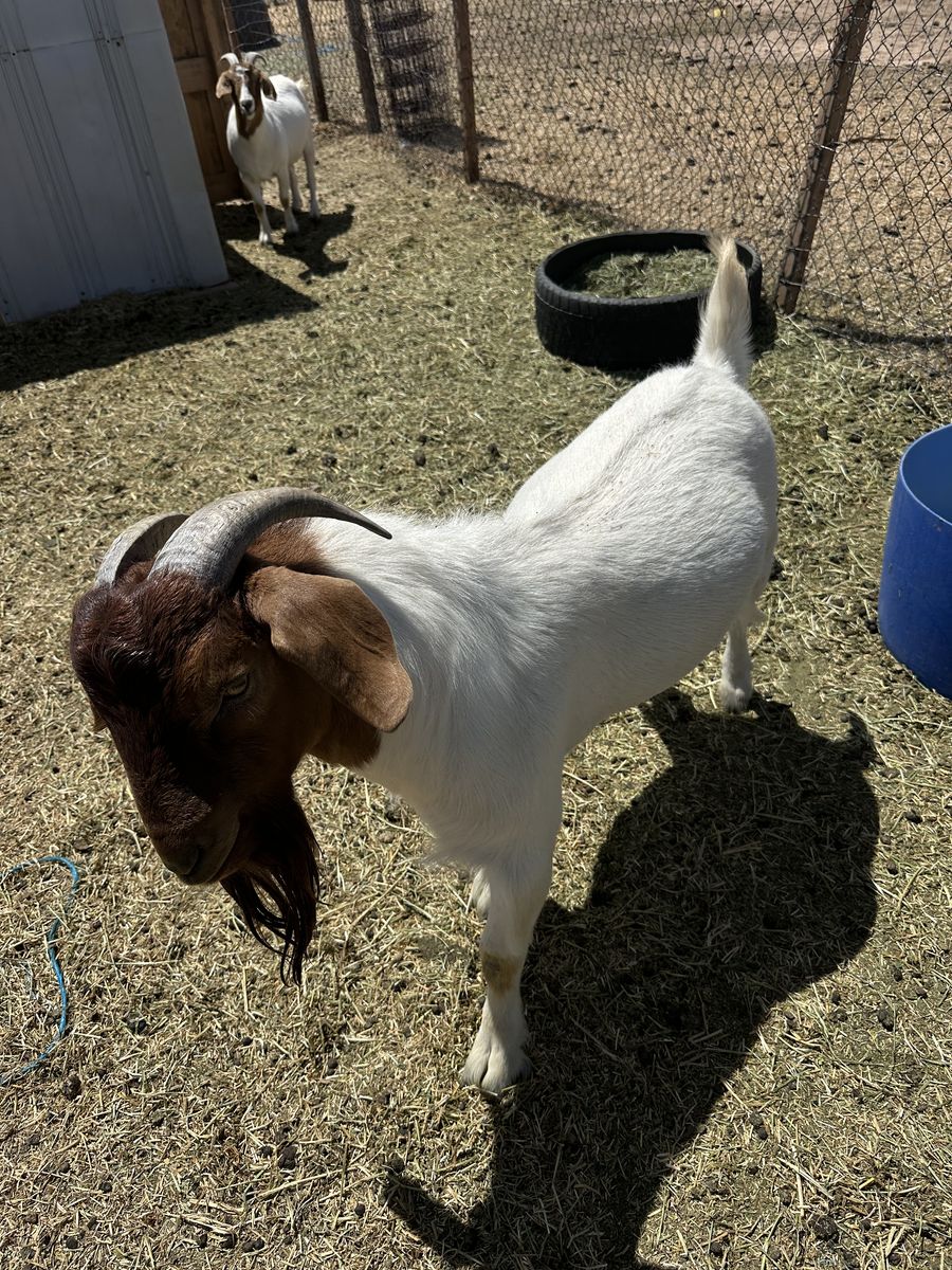 Boer Goat