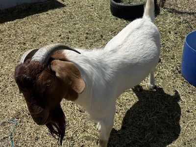 Boer Goat