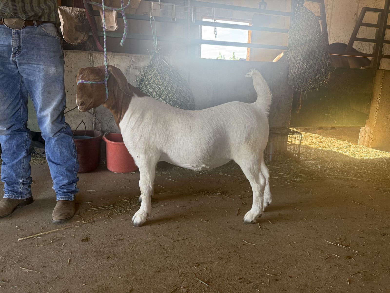 Boer Goat 