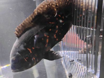 Tiger Oscar fish