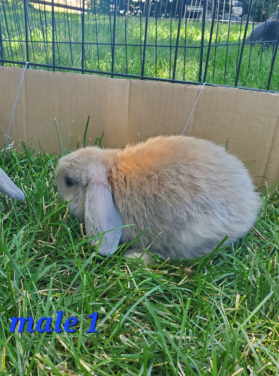 Holland Lop bunnies