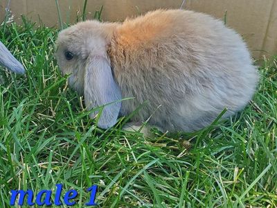 Holland Lop bunnies