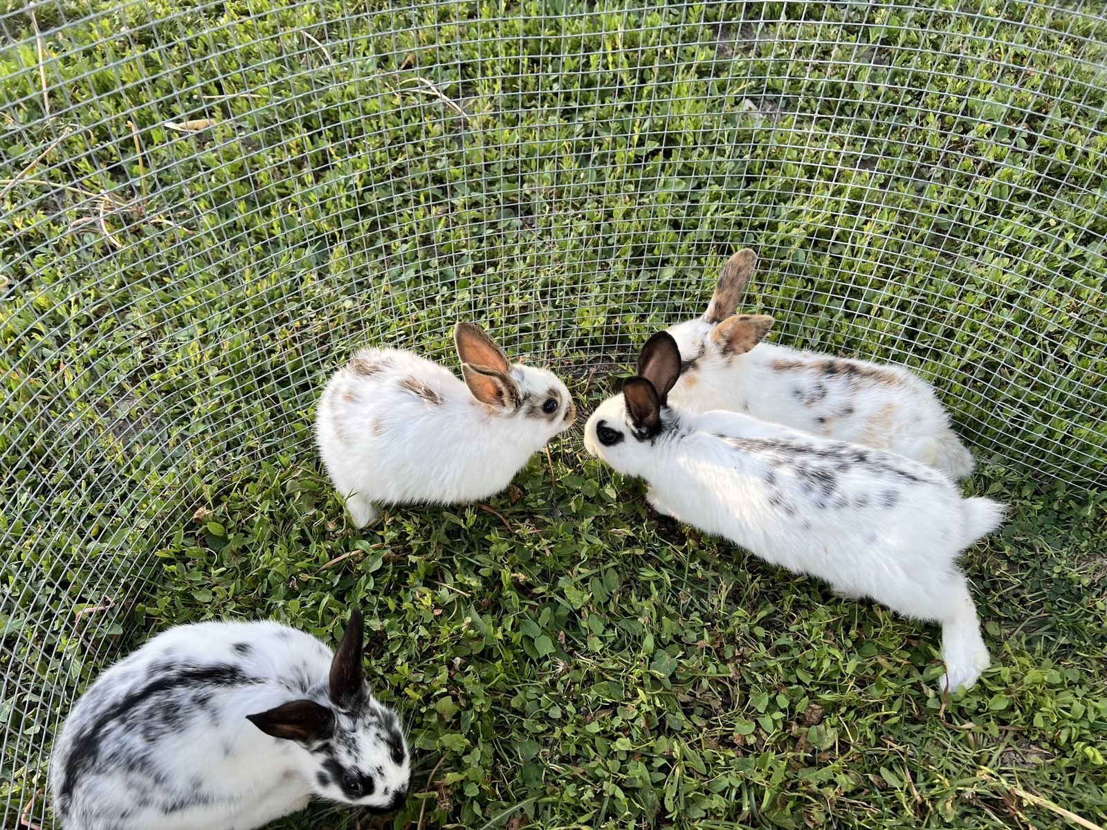 Rabbit  bunny  for sale