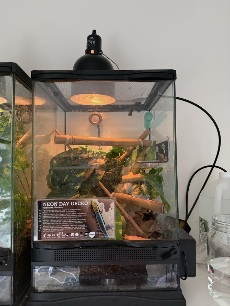 phelsuma klemmeri (neon day gecko) & tank 