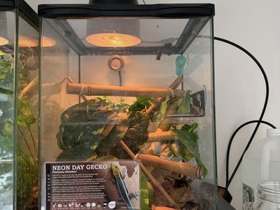 phelsuma klemmeri (neon day gecko) & tank