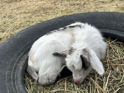 Nigerian Dwarf Buckling