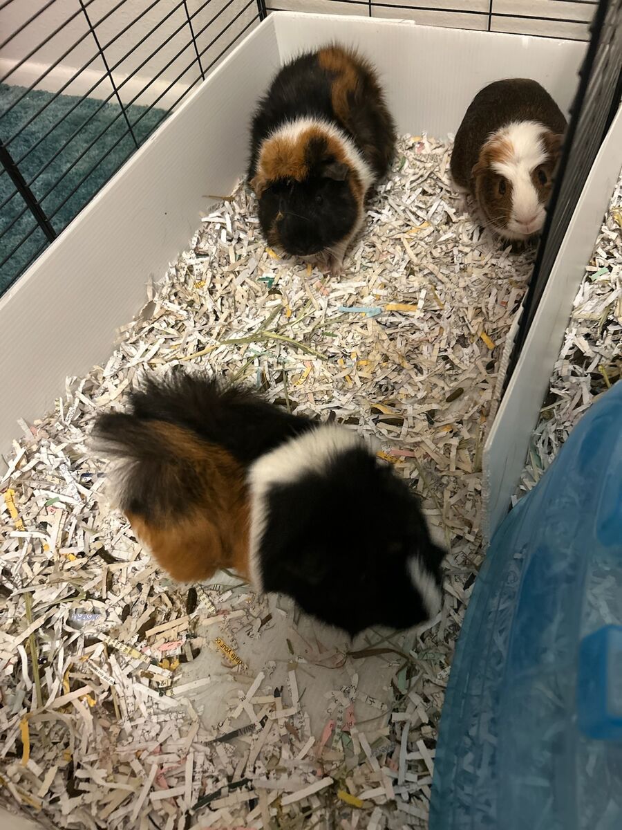 Guinea pigs