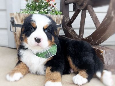 AKC BERNESE MOUNTAIN DOGS