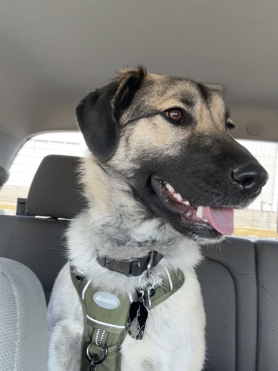 Dog stud