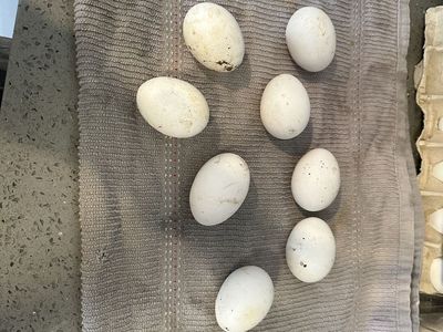 Free Chicken Eggs