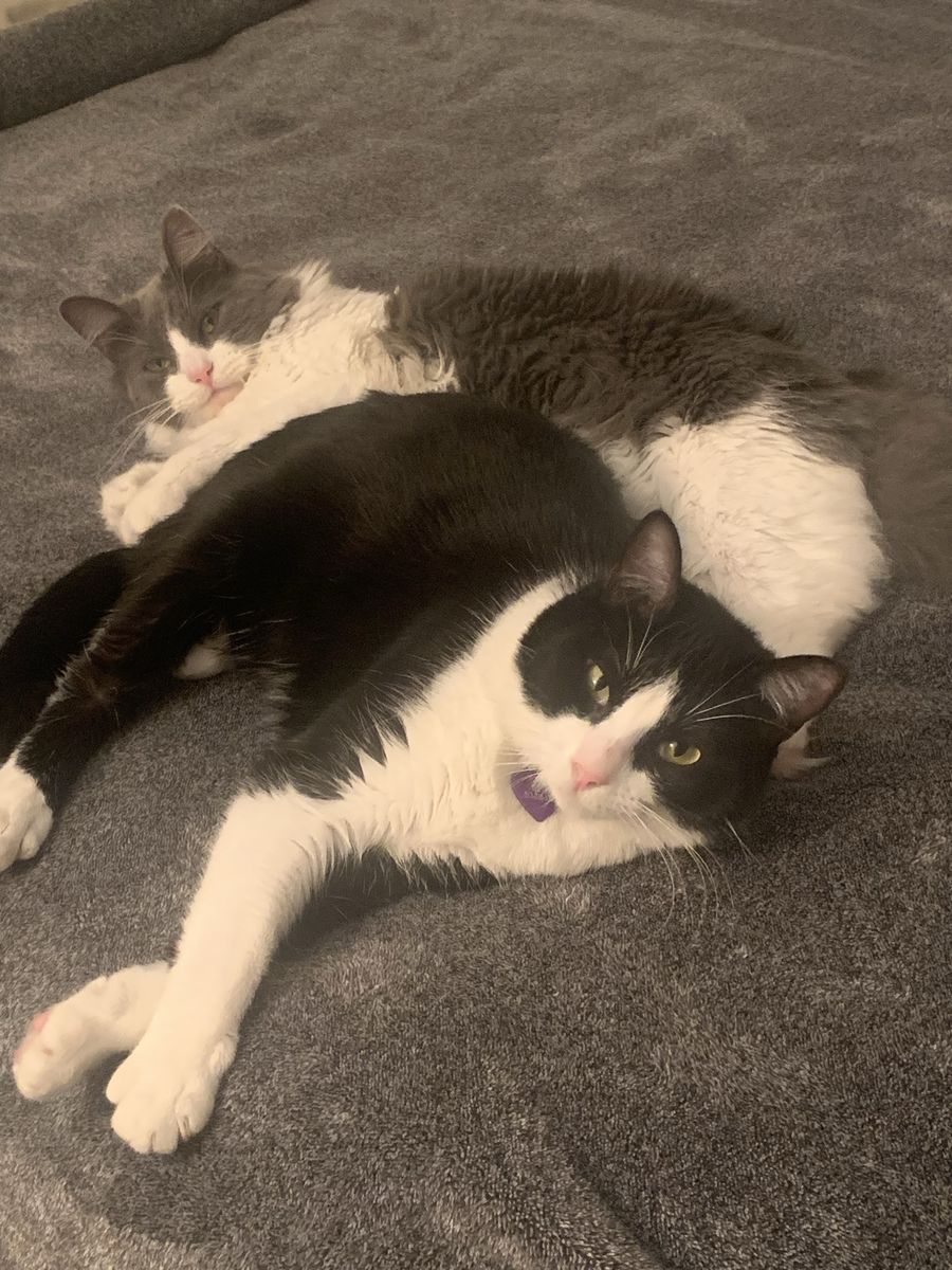 Hello we are Greta and Sofy