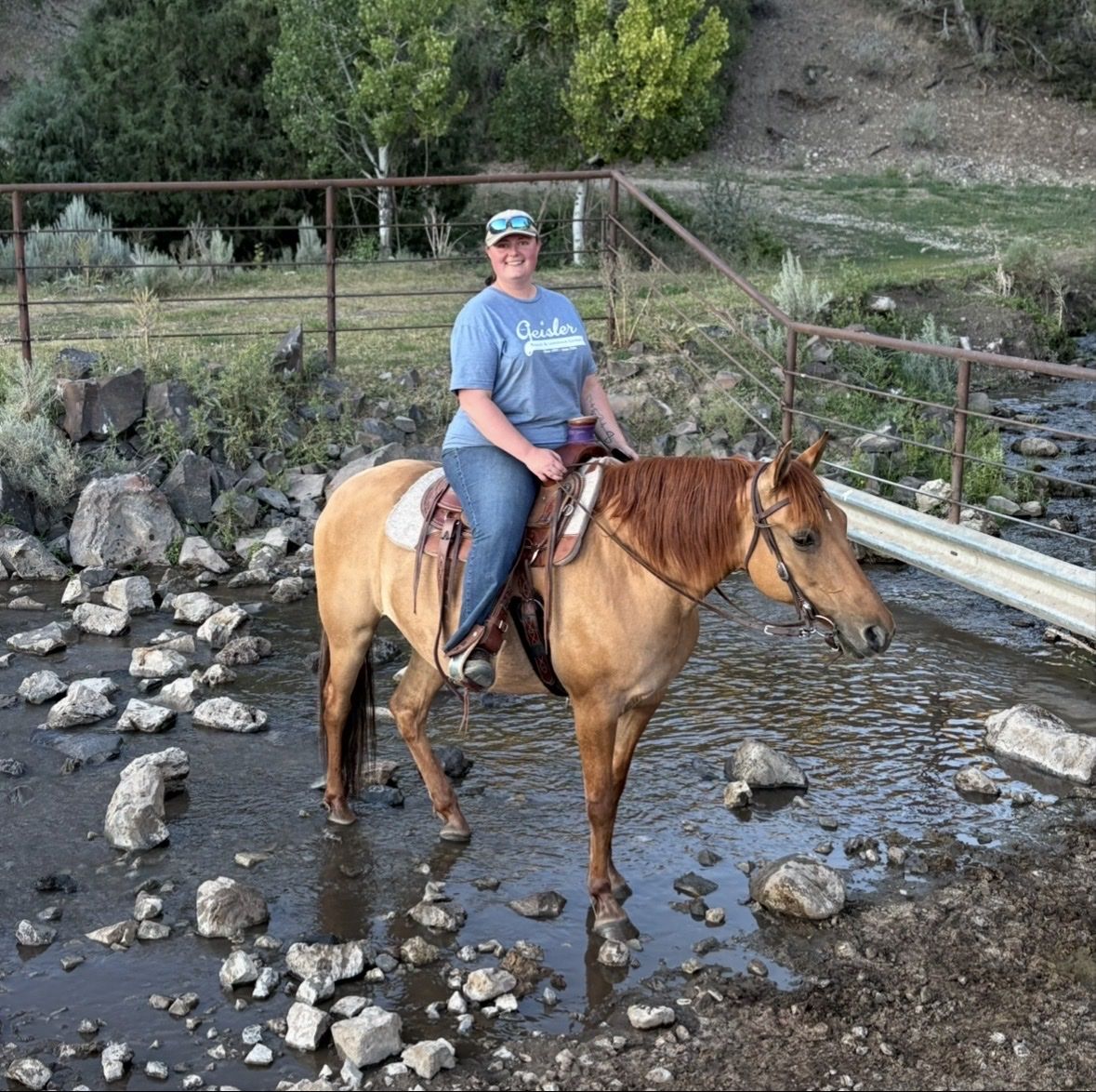 Gorgeous Red Dun Fox Trotter Mare!