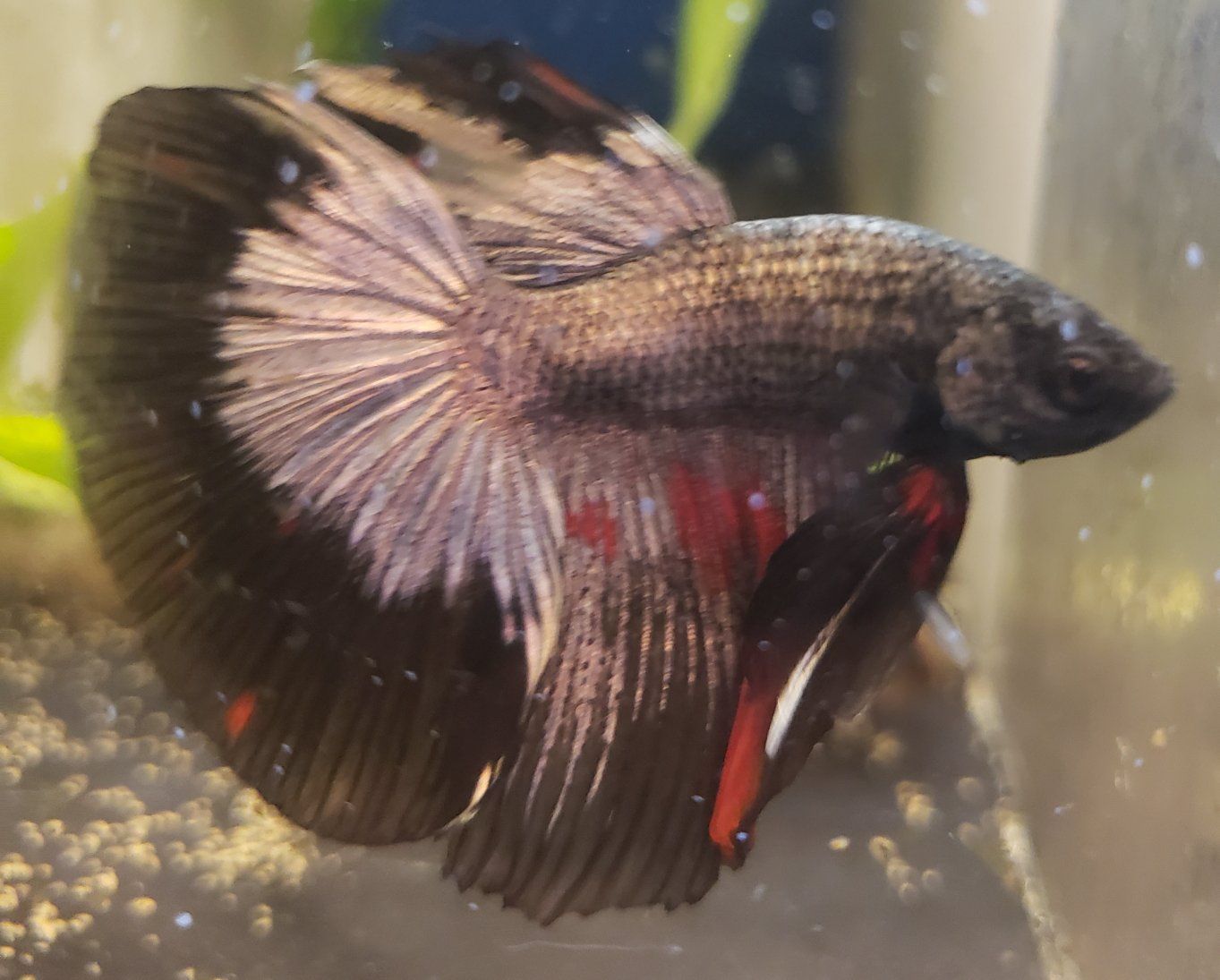 import halfmoon Betta