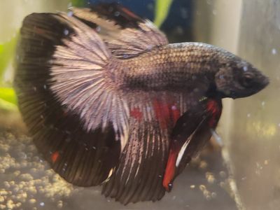 import halfmoon Betta