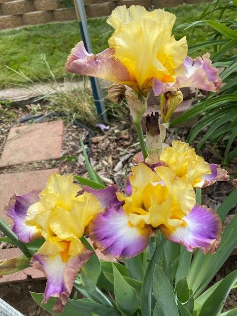 Premium Iris Starts--90 Gorgeous Colors