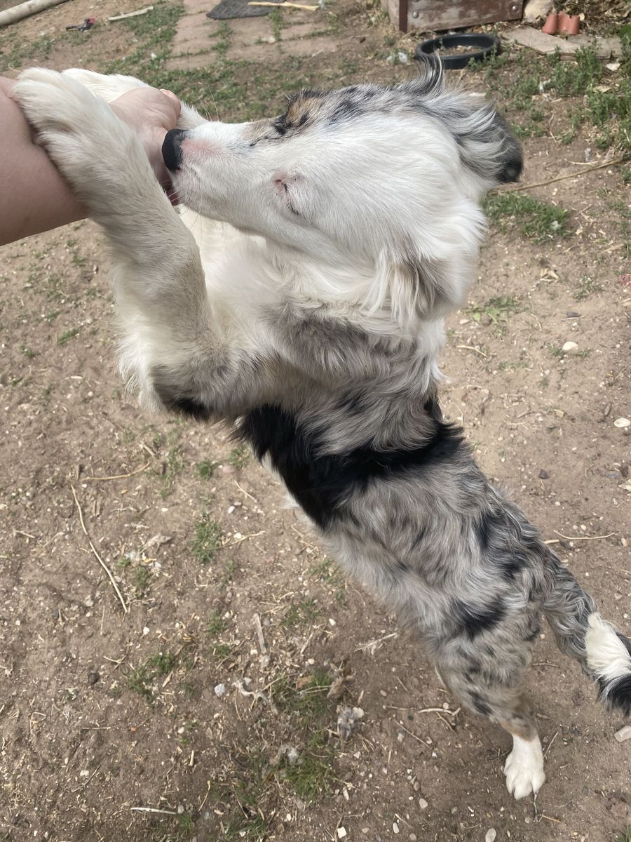 Female Blue Merle Aussie Dog (possibly mini!)