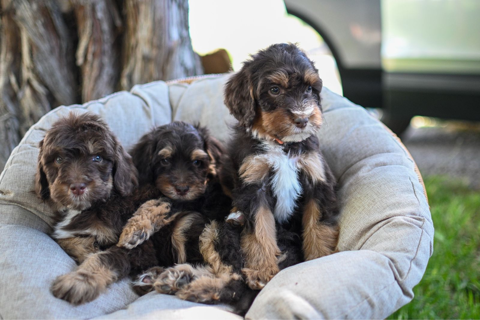 Adorable Mini Bernadoodle Puppies - Hypoallergenic Family Companions