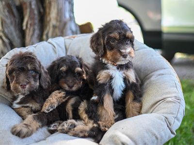 Adorable Mini Bernadoodle Puppies - Hypoallergenic Family Companions