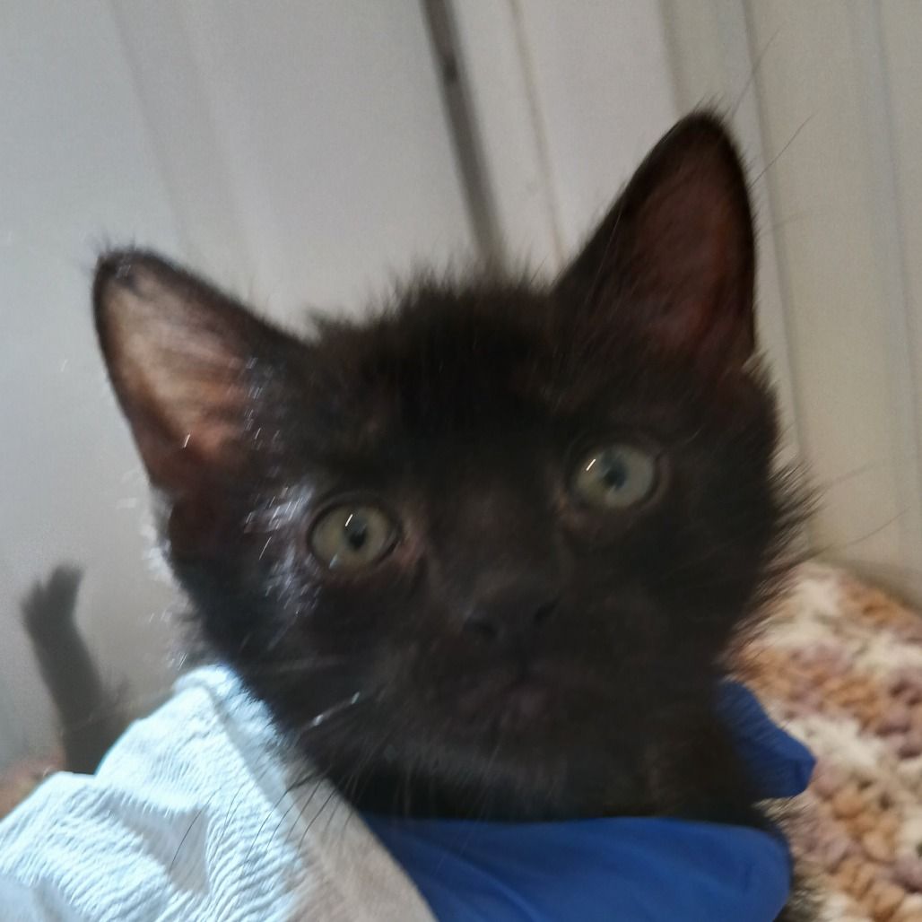 Hello my name is Peso