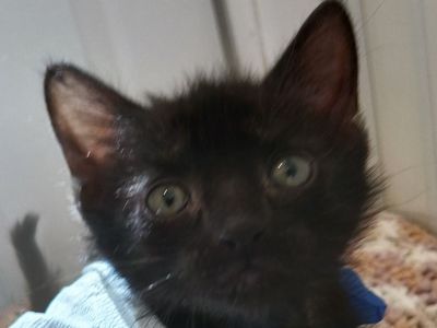 Hello my name is Peso