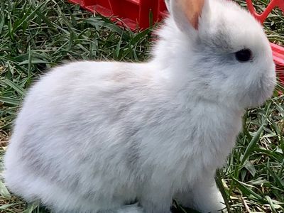 Beautiful Harlequin HollandLop-NDwarf Baby Bunnies