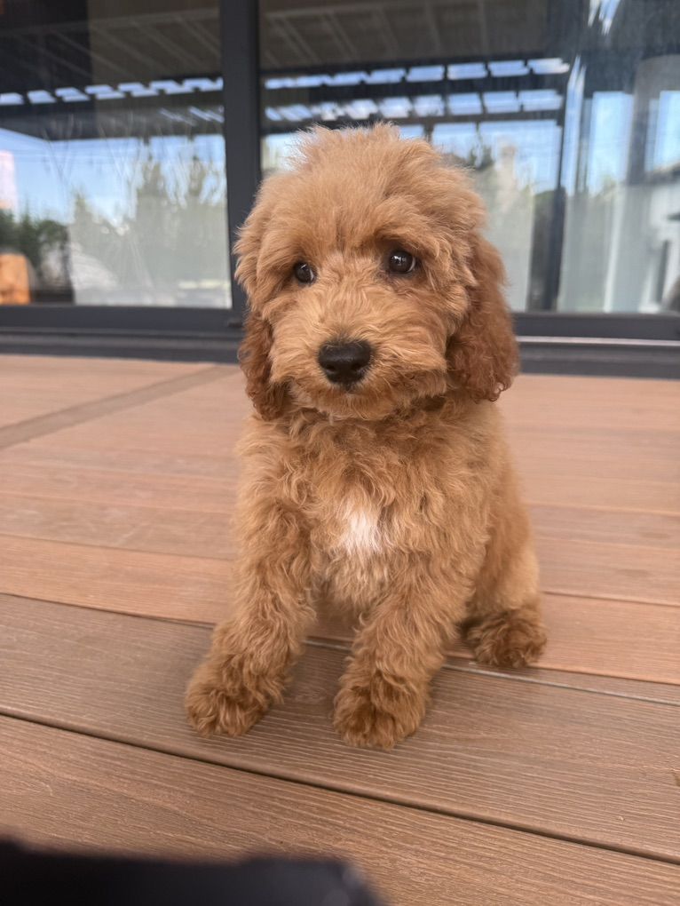 Pete The Amazing Mini Goldendoodle!