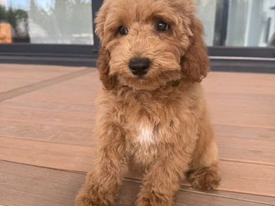 Pete The Amazing Mini Goldendoodle!