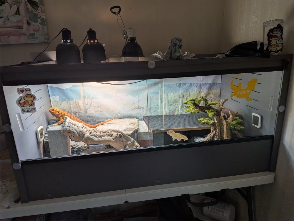 bearded dragon and full setup