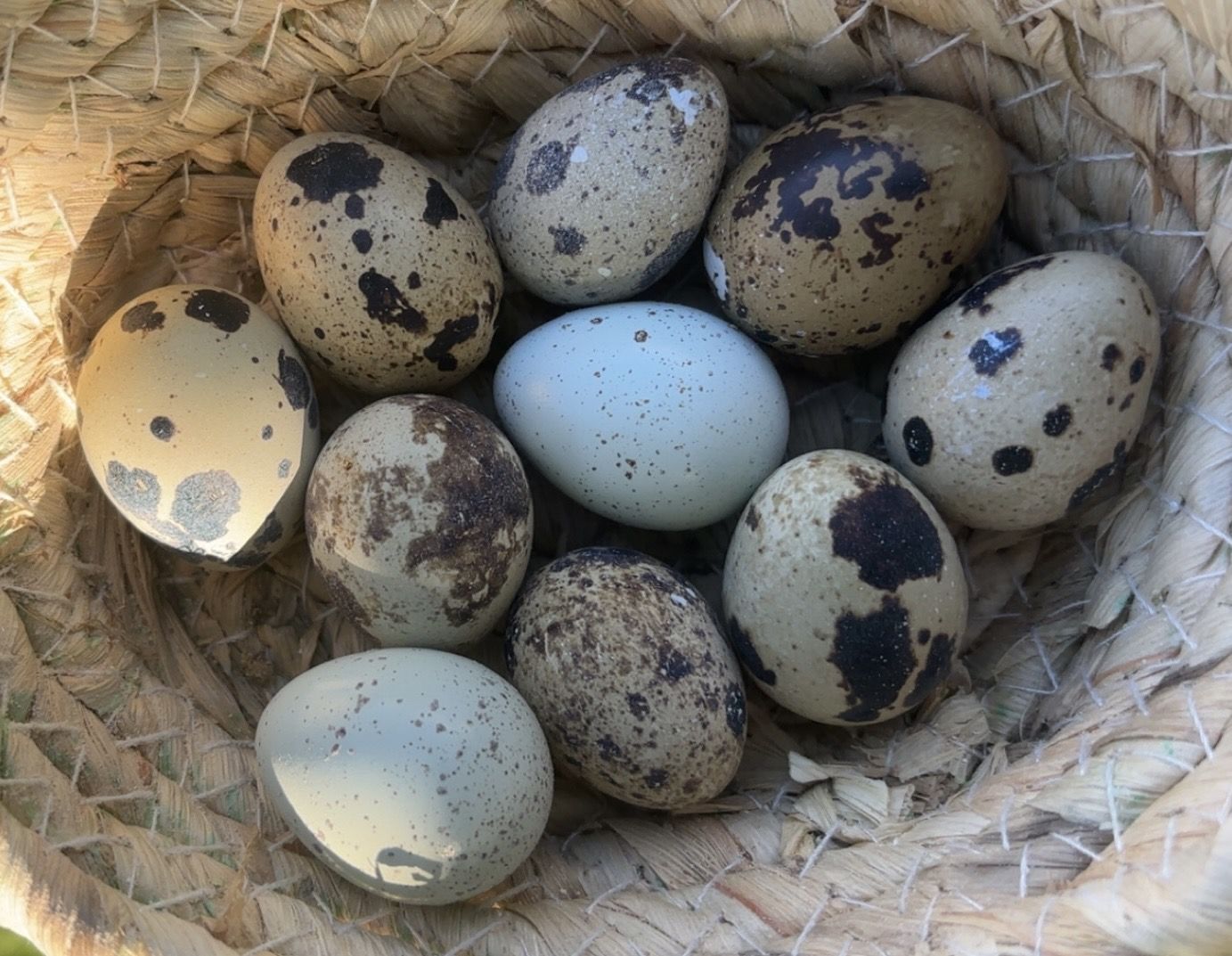 Quail eggs!