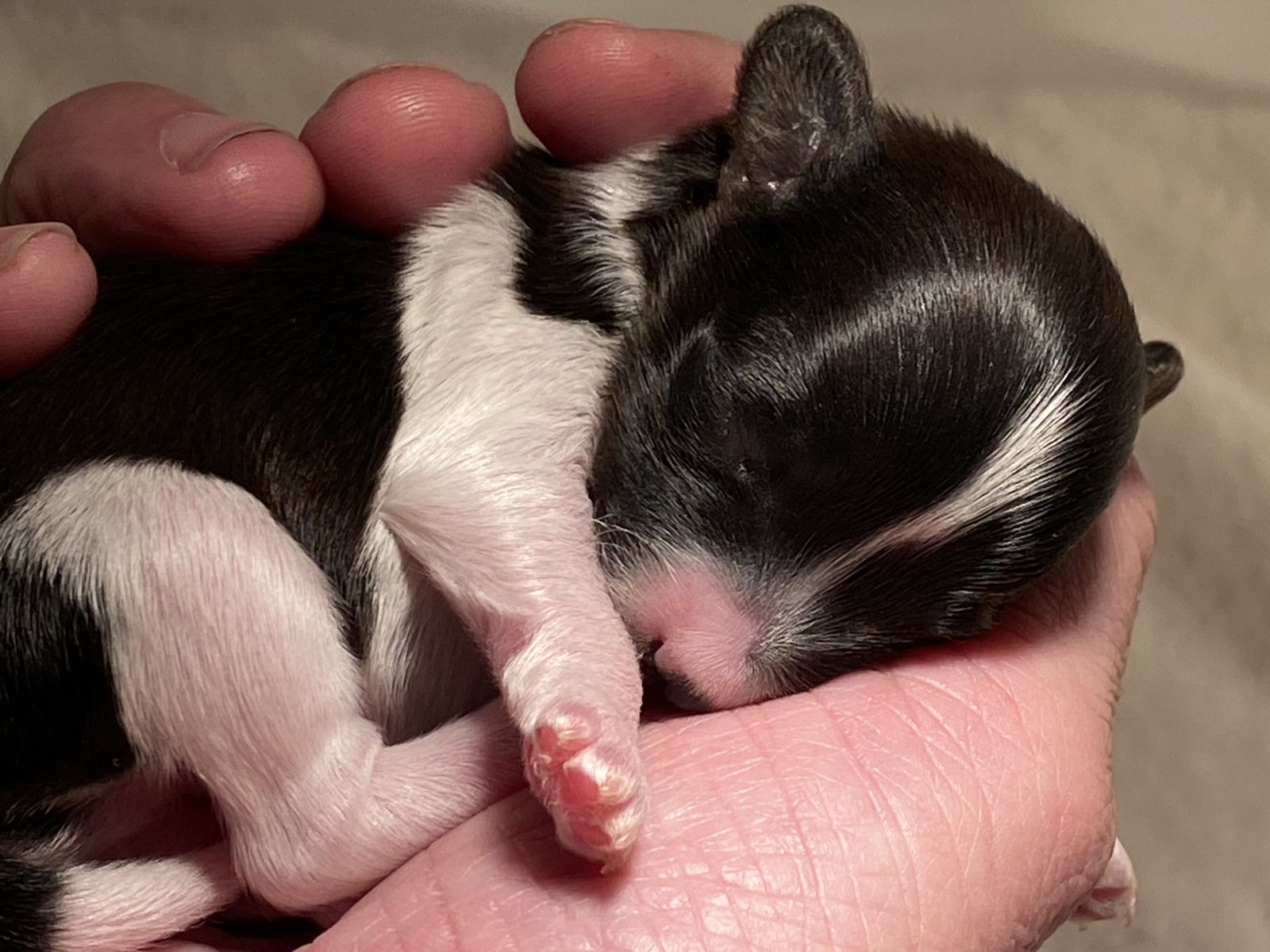 Toy Poodle Bichon Holstein :) Male Puppy