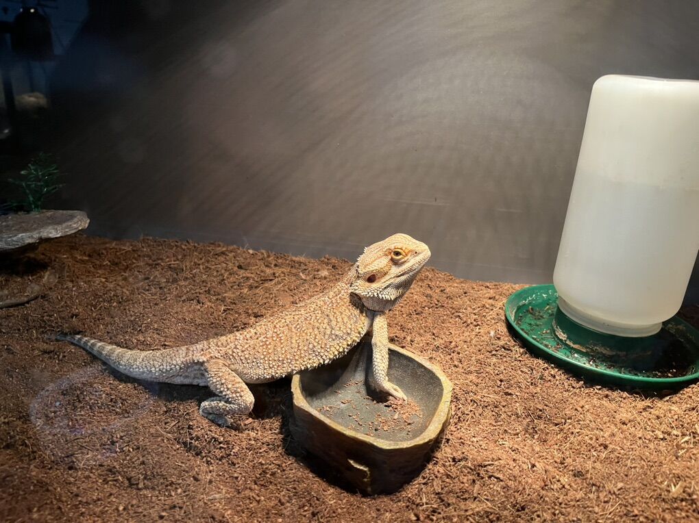 male Bearded Dragon