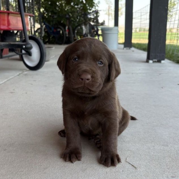 AKC Chocolate Lab Puppies