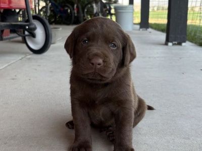 AKC Chocolate Lab Puppies