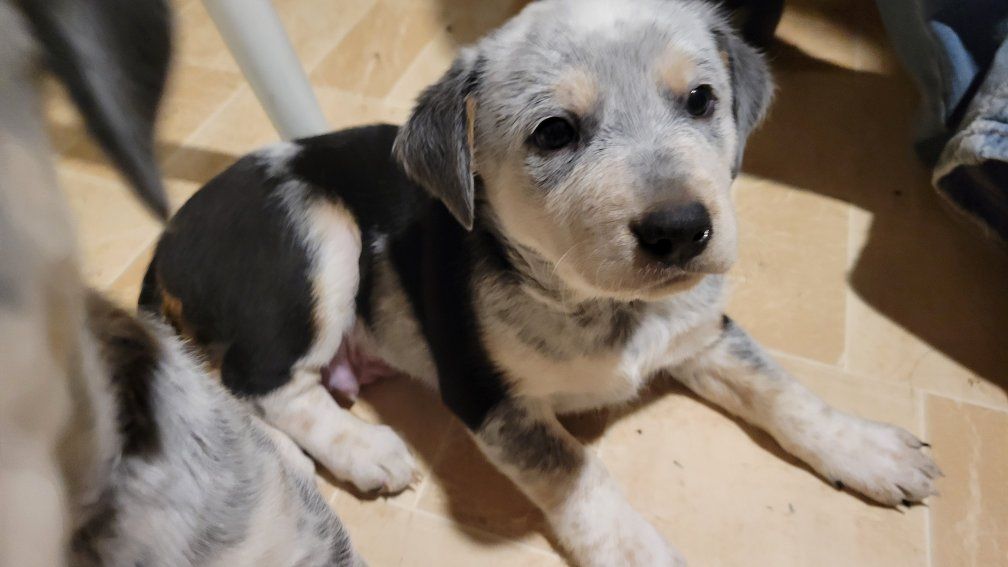 Easter Heeler Pups! Ready 4/10