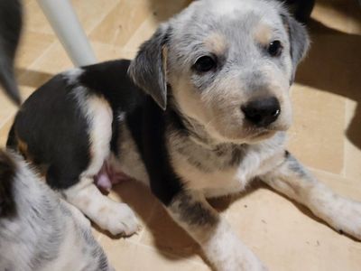 Easter Heeler Pups! Ready 4/10