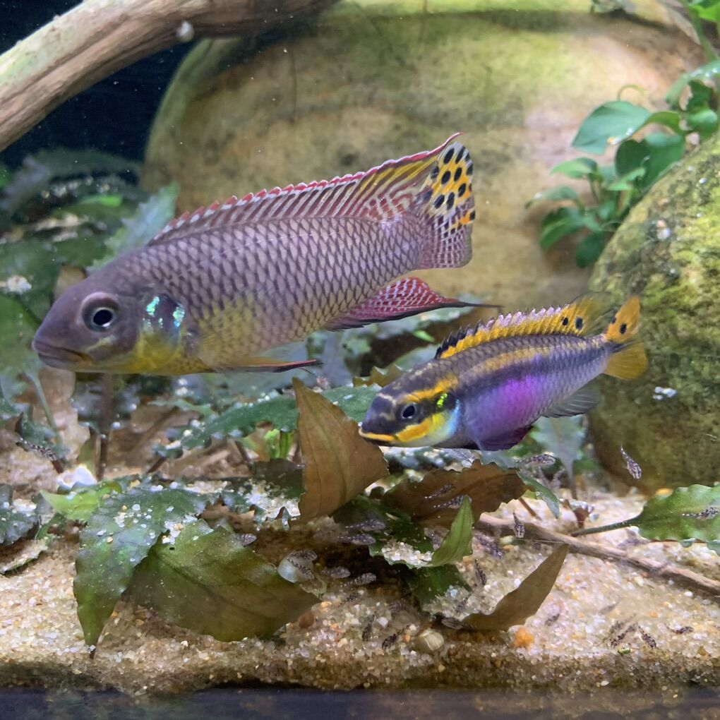 Pelvicachromis Kribensis “Moliwe” – Locally Bred