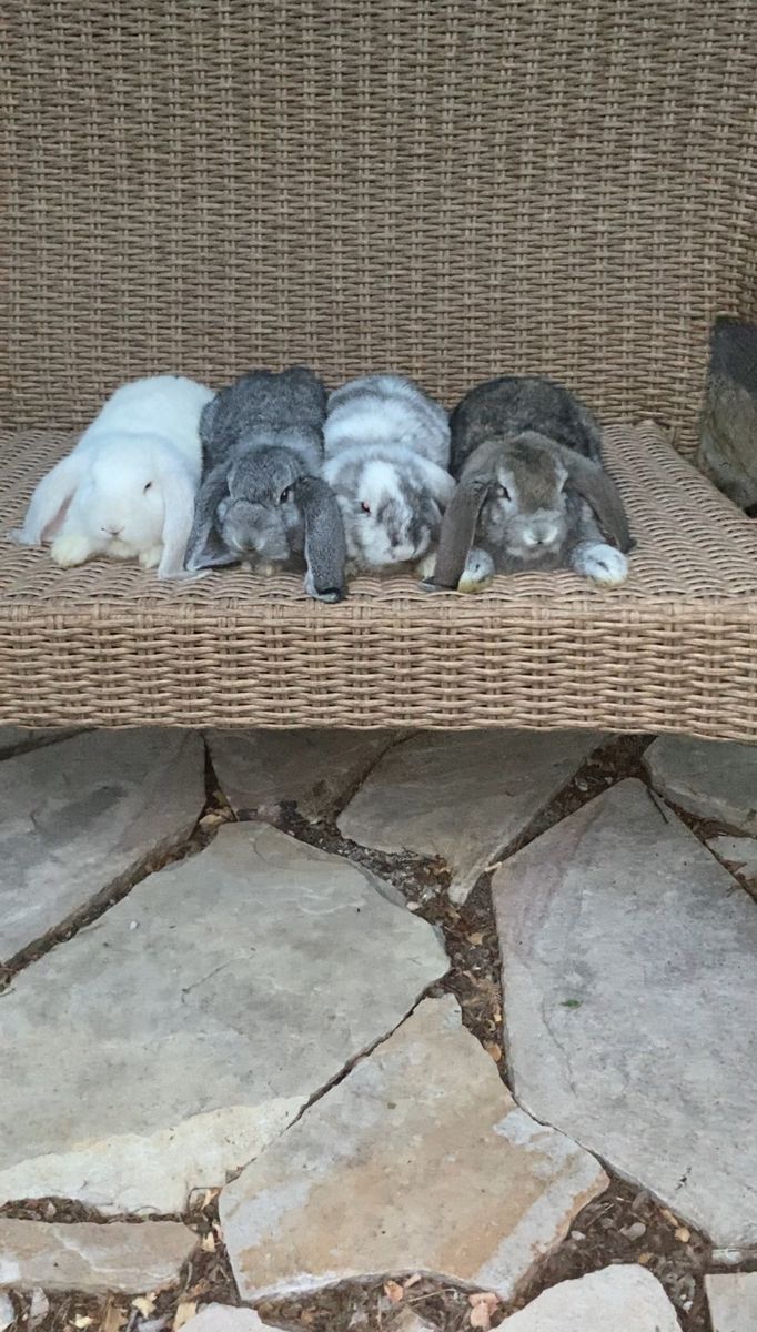 Purebred, partial pedigree French lops
