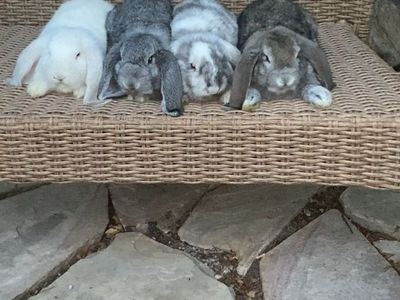 Purebred, partial pedigree French lops