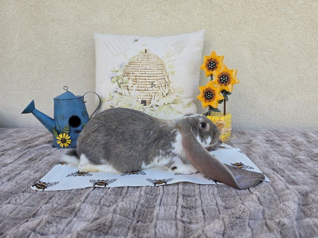 Broken Opal English Lop Buck