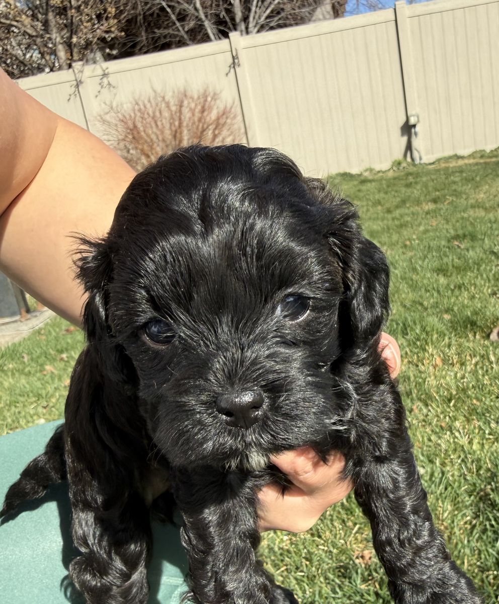 Cavpoo   Puppies For Sale