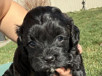 Cavpoo Puppies For Sale