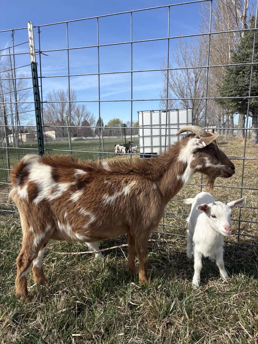 Goat Nigeran Dwarf Doe