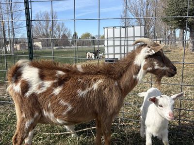 Goat Nigeran Dwarf Doe