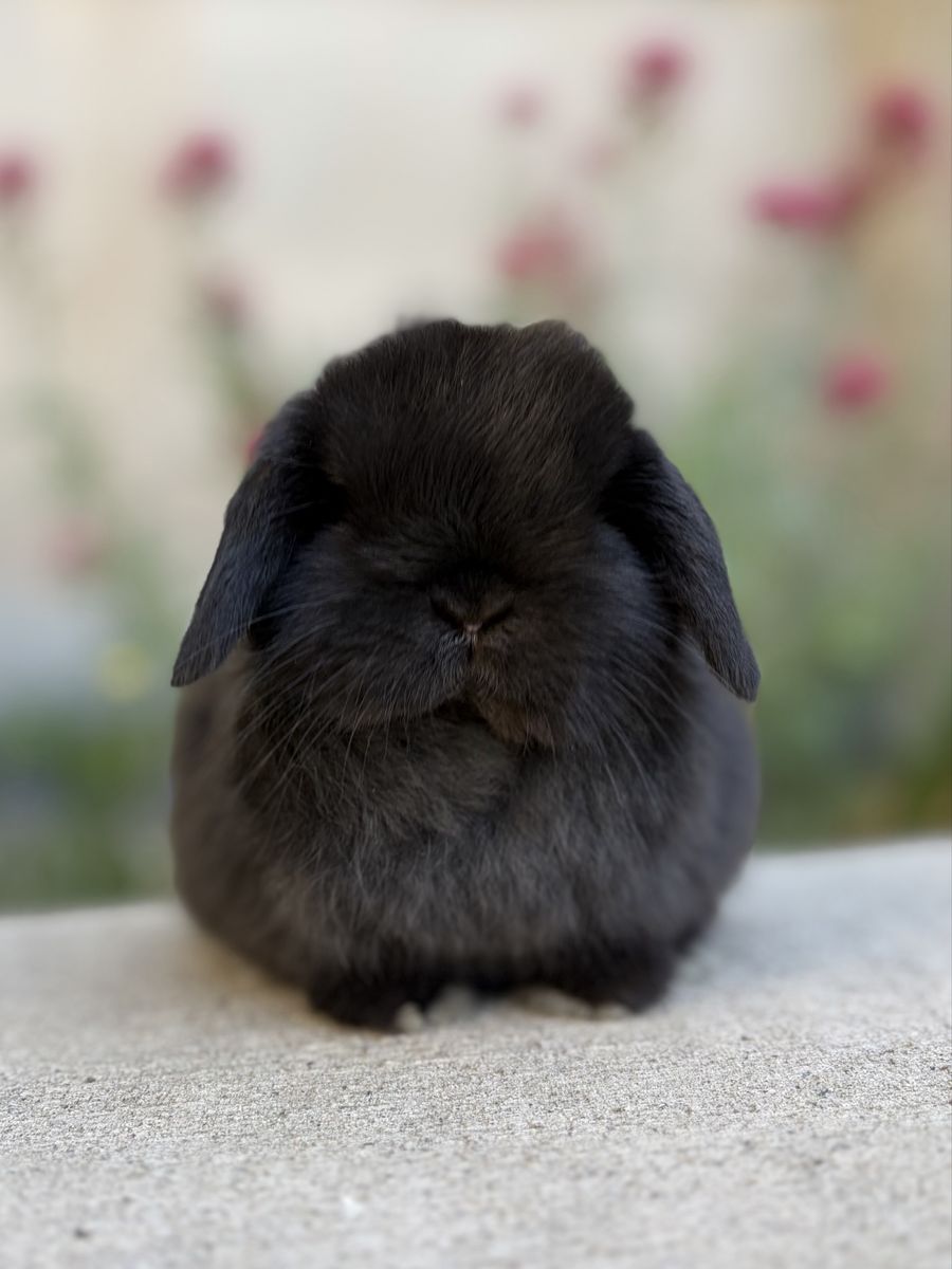 Holland Lop Buck